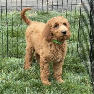 Baby Goldendoodle