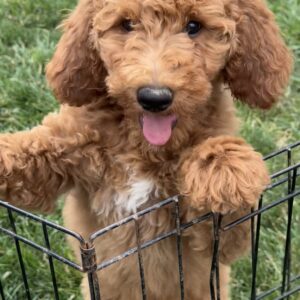 Bella Goldendoodle