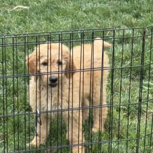 Birdie Goldendoodle