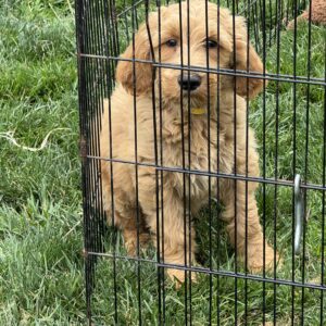Buck Goldendoodle