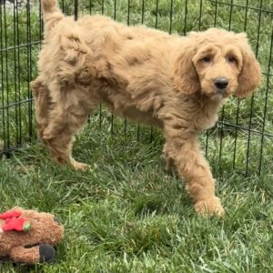 Buster Goldendoodle