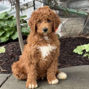 Daisy Goldendoodle