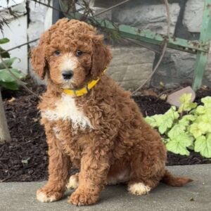 Dolly Goldendoodle