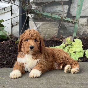 Duke Goldendoodle