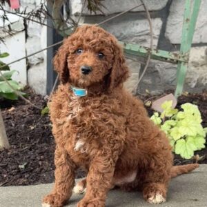 Dash Goldendoodle
