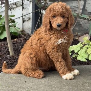 Diego Goldendoodle