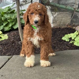 Diesel Goldendoodle