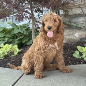 Harvey Goldendoodle