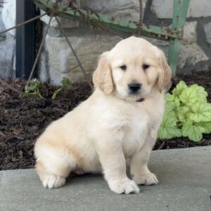 Fiona Golden Retriever