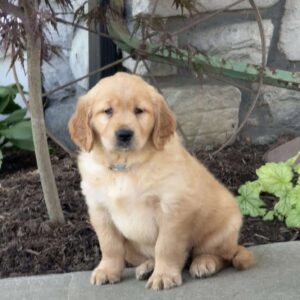 Fancy Golden Retriever