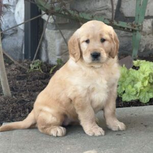 Faith Golden Retriever