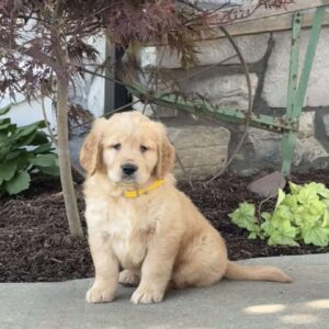 Fern Golden Retriever