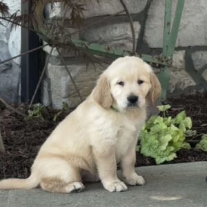 Flower Golden Retriever