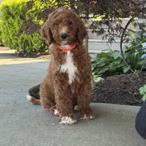 Layla Goldendoodle
