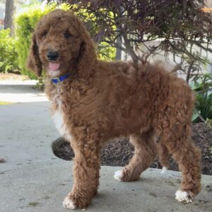 Lenny Goldendoodle