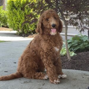 Linus Goldendoodle