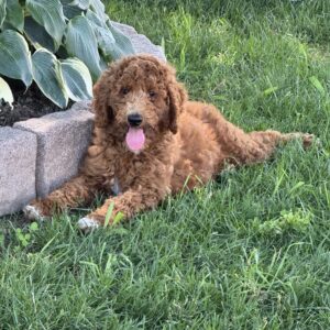Lilly Goldendoodle