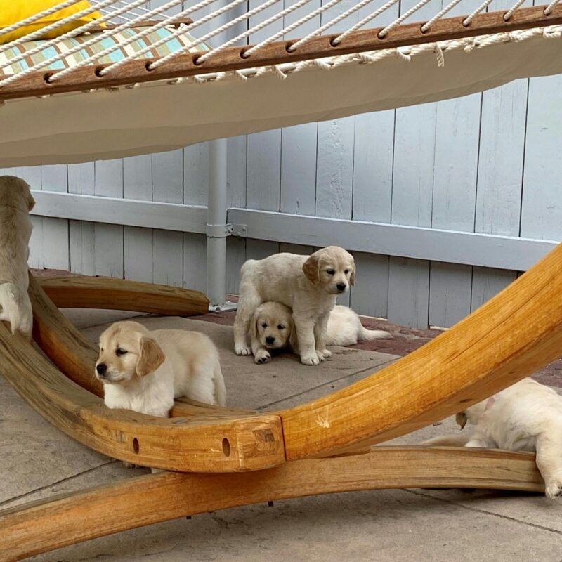 group of golden retriever puppies playing