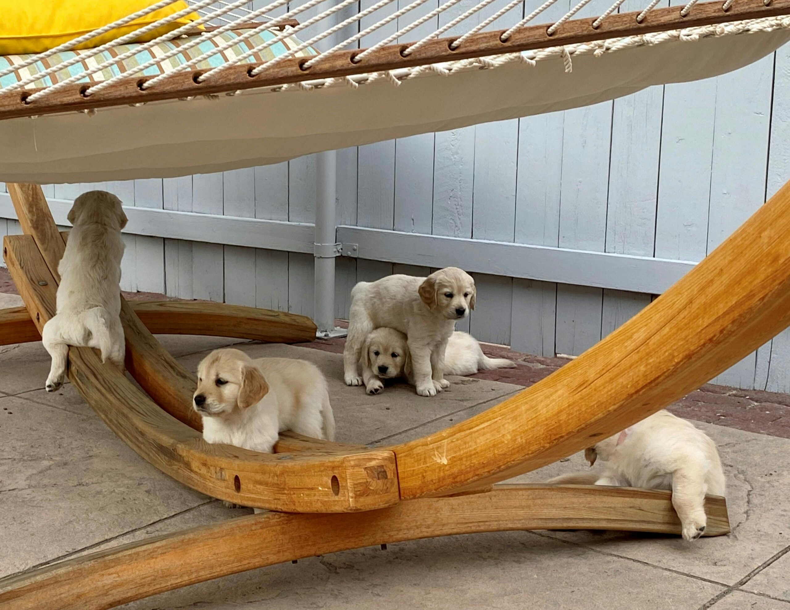 The Importance of Socialization: Preparing Your Puppy for Life