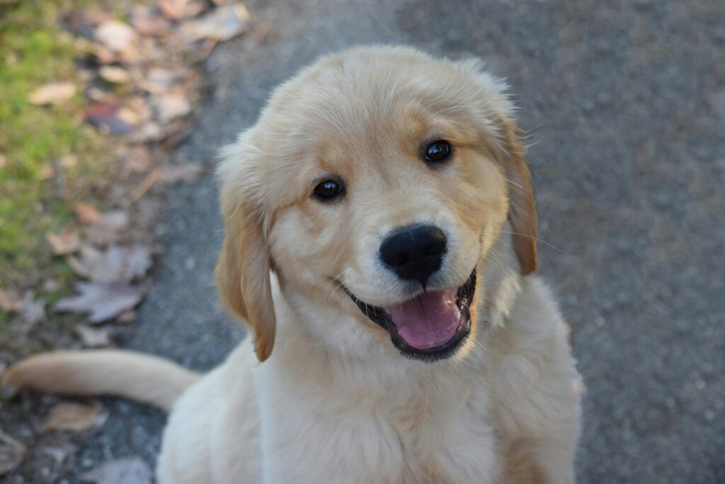 happy, confident golden retriever puppy, socialization