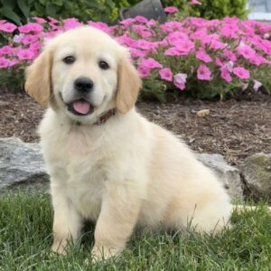 Cassie Golden Retriever