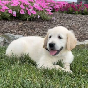 Clyde Golden Retriever