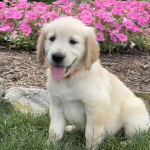Cash Golden Retriever