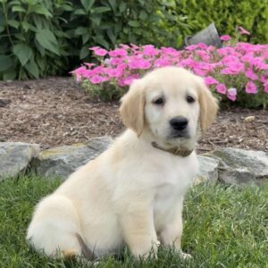 Candy Golden Retriever