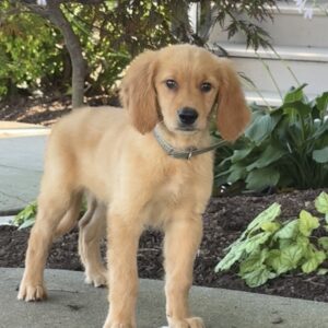 Ariel Golden Retriever