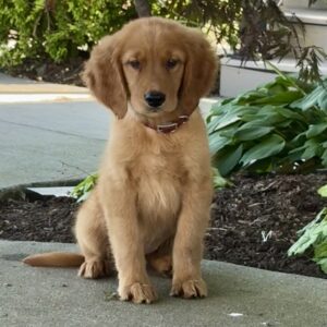 Autumn Golden Retriever