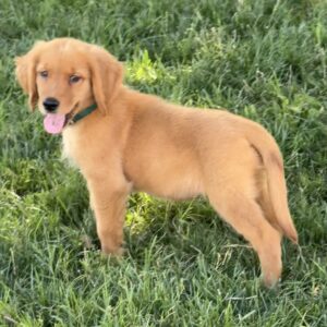 Addie Golden Retriever