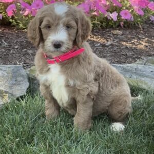 Petunia/Prince litter