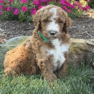 Valerie/Scamper litter