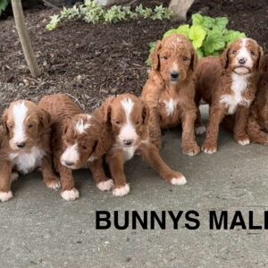 Bunny's litter has arrived!!