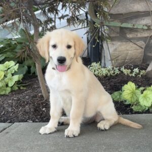 Candy Golden Retriever