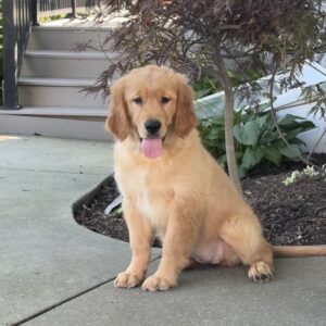 Fancy Golden Retriever