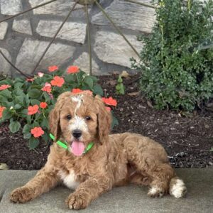 Pearl Goldendoodle