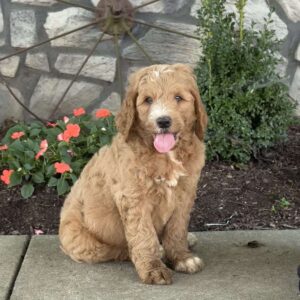 Prince Goldendoodle