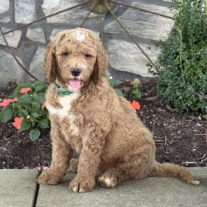 Peter Goldendoodle