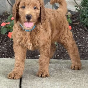 Penny Goldendoodle