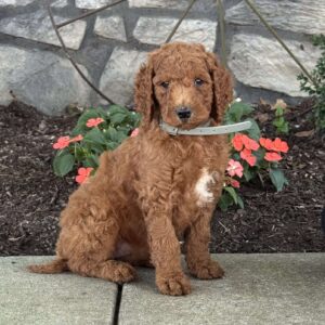 Petunia Goldendoodle