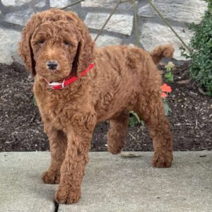 Parker Goldendoodle