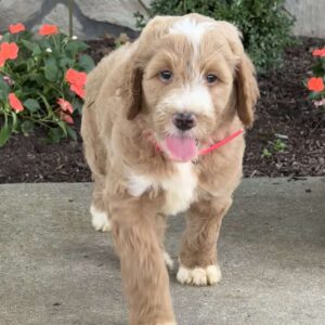 Paris Goldendoodle
