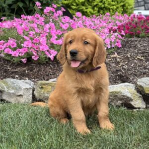 Jagger Golden Retriever