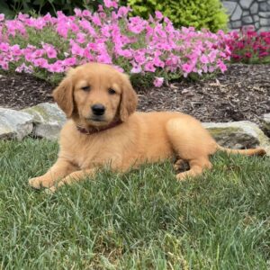 Joline Golden Retriever