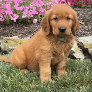 Jax Golden Retriever
