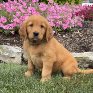 Jessica Golden Retriever