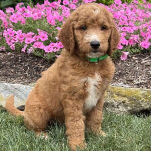 Dash Goldendoodle