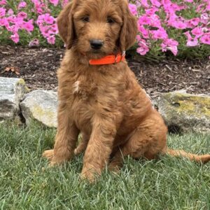 Delilah Goldendoodle