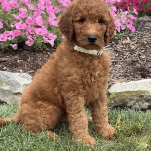 Duke Goldendoodle
